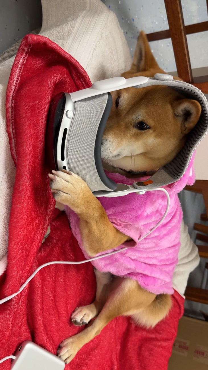 Kimchi the Shiba Inu wearing an Apple Vision Pro